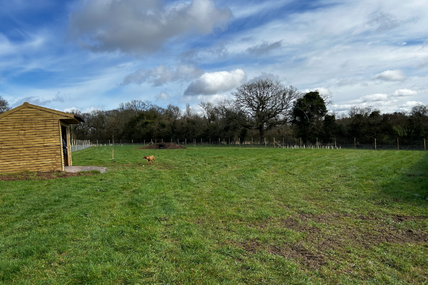 Oak Feld  Crab Wood
