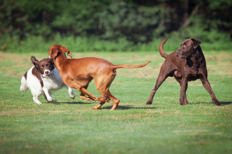 dogs playing together in field