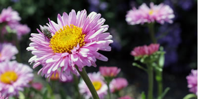 flowers in garden