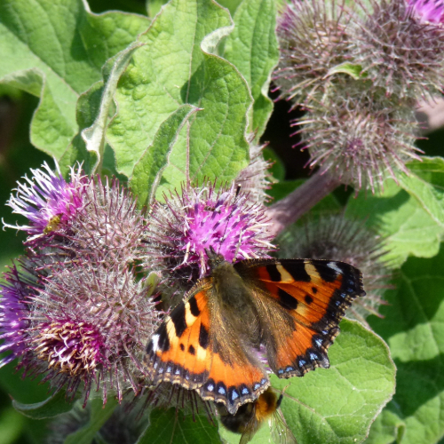 A close up of a butterfly with orange, black and white wings, sitting on a purple flower with green leaves in the background.