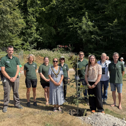 Councillor Pal Hayre, chairman of the Council and Councillor Kirsty North, Deputy Leader and Executive Member for Universal Services stand beside a newly planted Copper Beech tree along with staff and volunteers from Hampshire County Council's Countryside service and Queen Elizabeth Country Park.