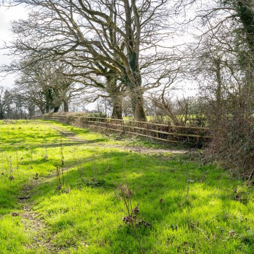 Image of green field and trees in the sun at Hollywater Meadows