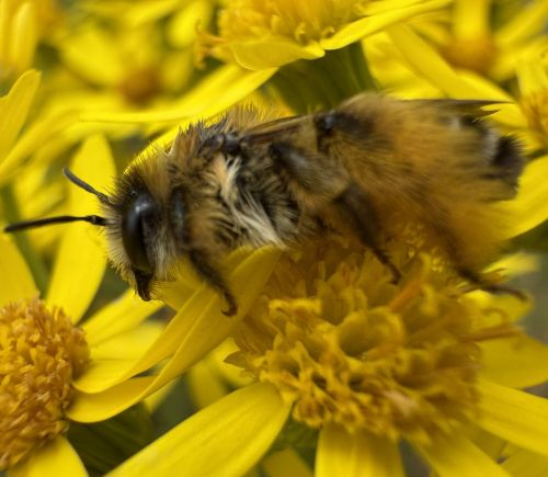 yellow bee against yellow flower