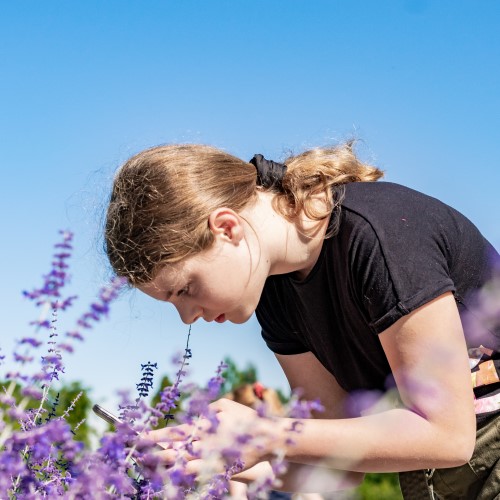 Girl taking a photo of flowers at Hillier Gardens