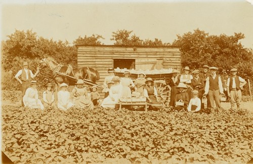 Strawberry pickers in a field