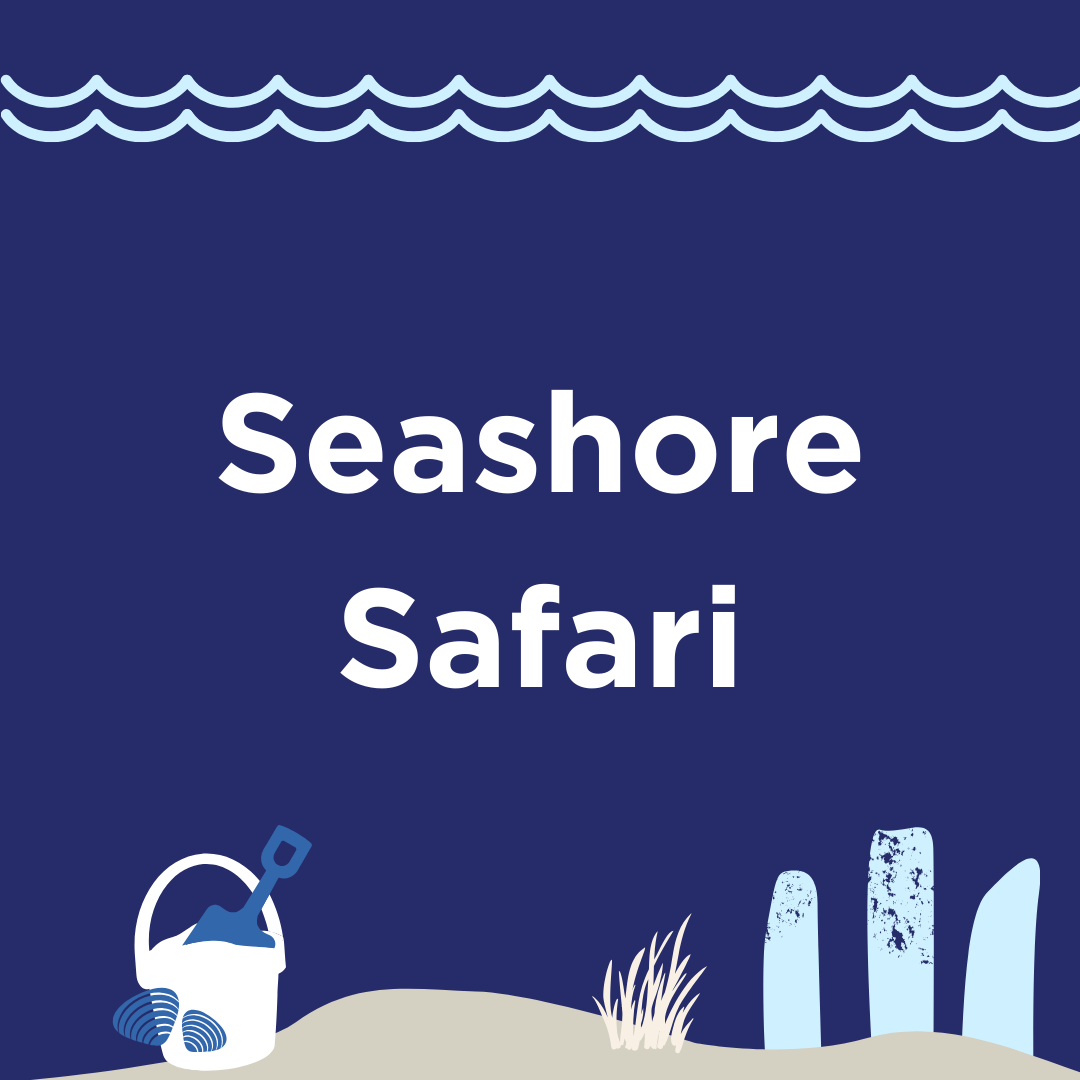 Seashore Safari