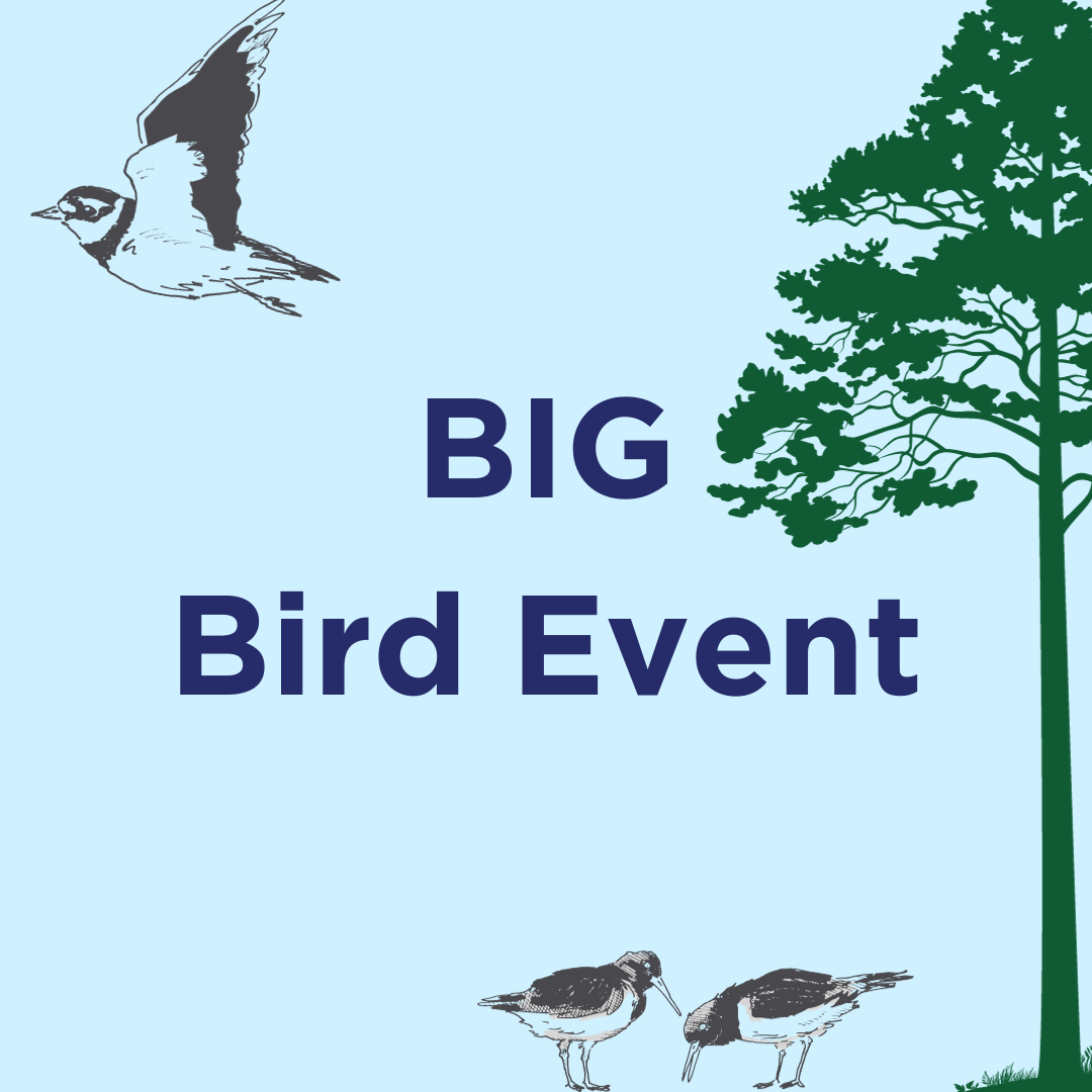 Big Bird Event