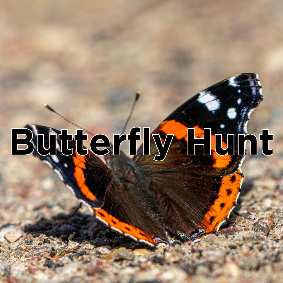 Butterfly Hunt
