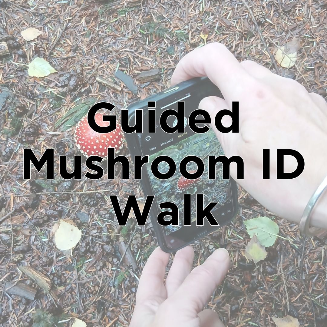 Mushroom ID Walk
