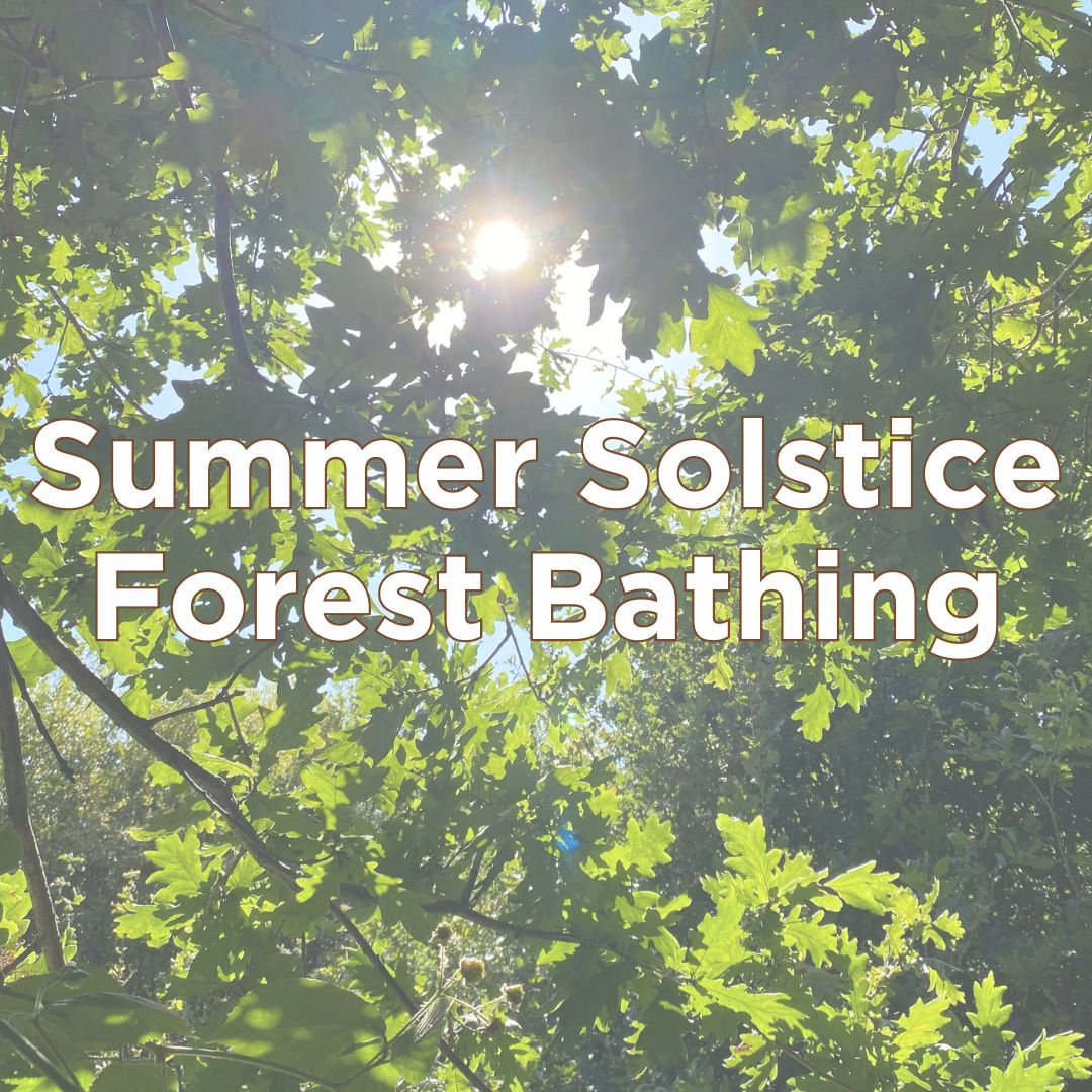 Summer Solstice Forest Bathing