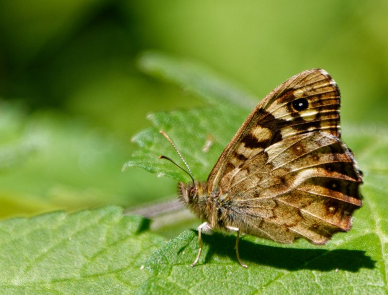 butterfly-800x608