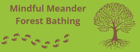mindful meander forest bathing