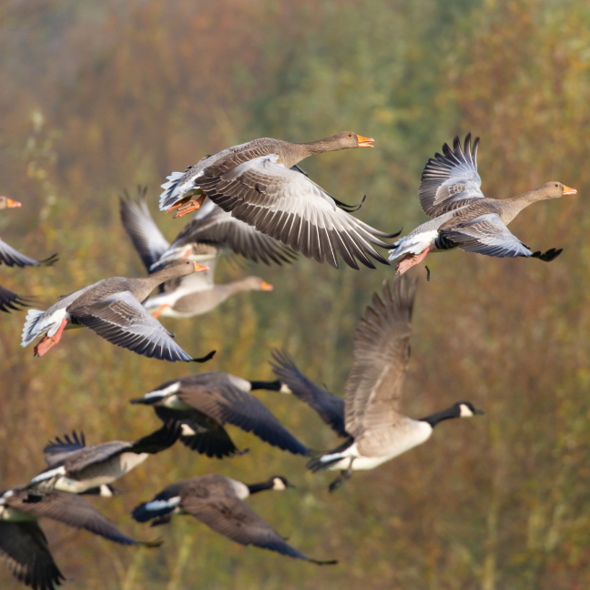 geese-648x648