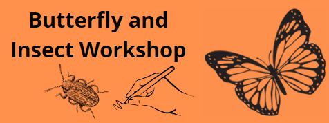 butterfly and insect art drawing workshop