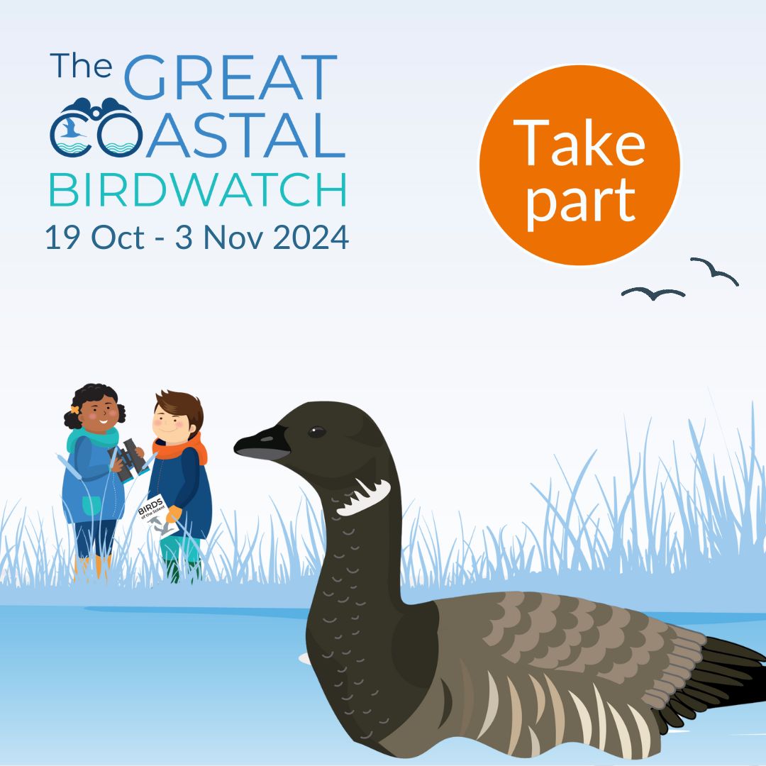 great-coastal-birdwatch