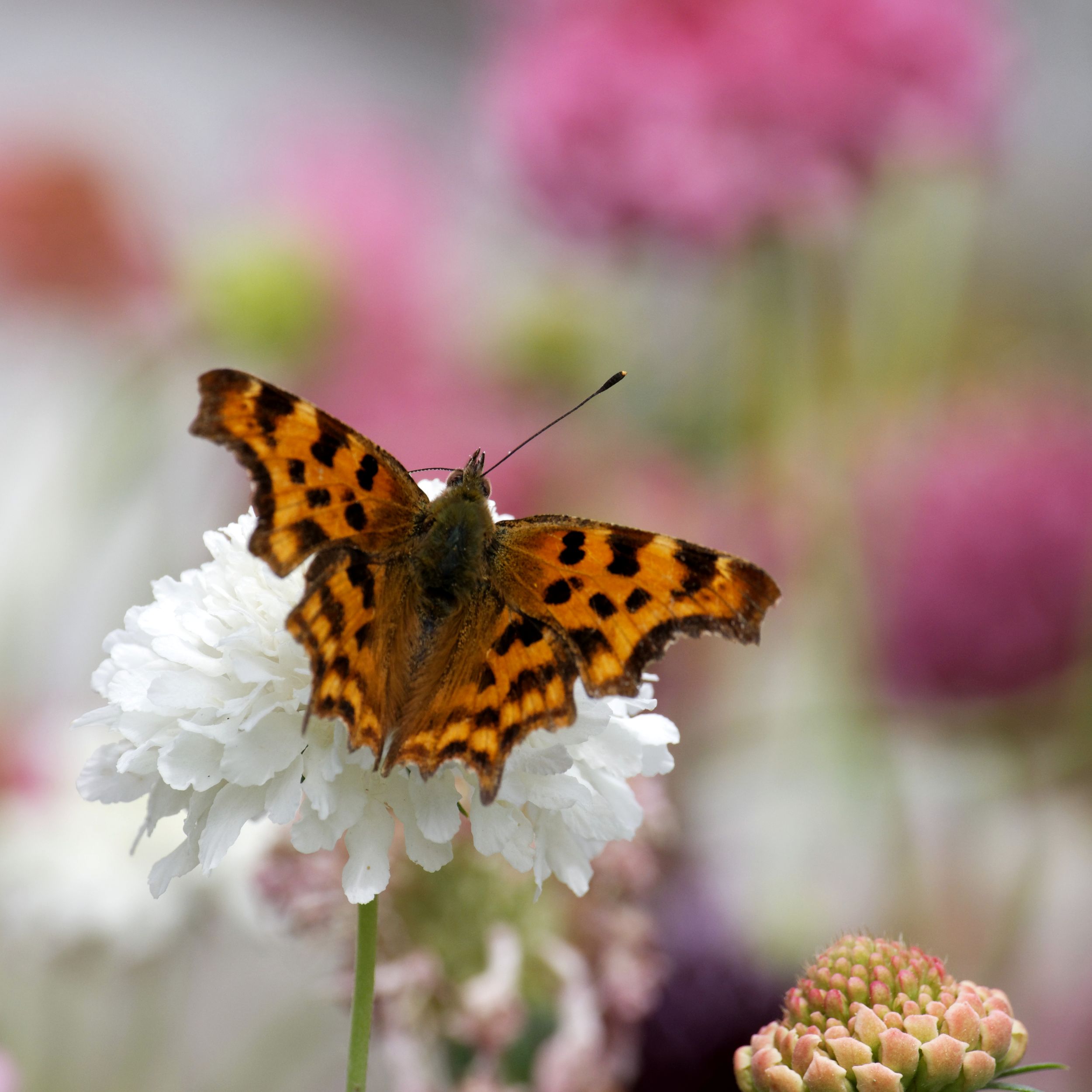 butterfly-2500x2500