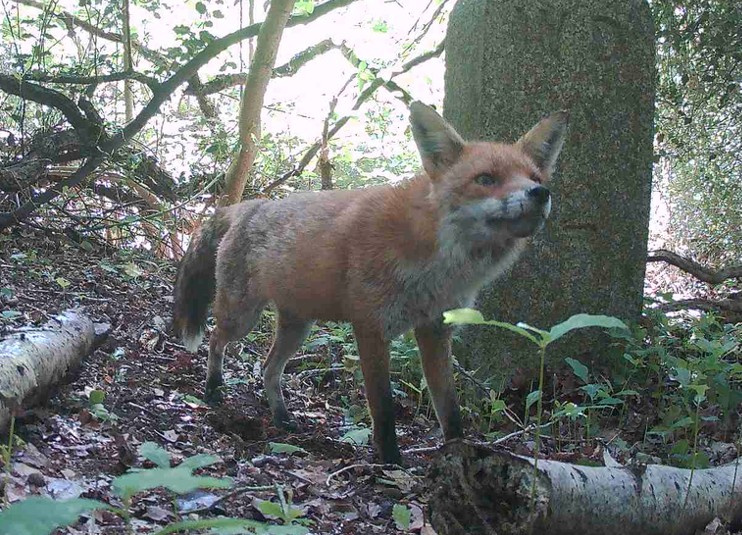 fox-742x535