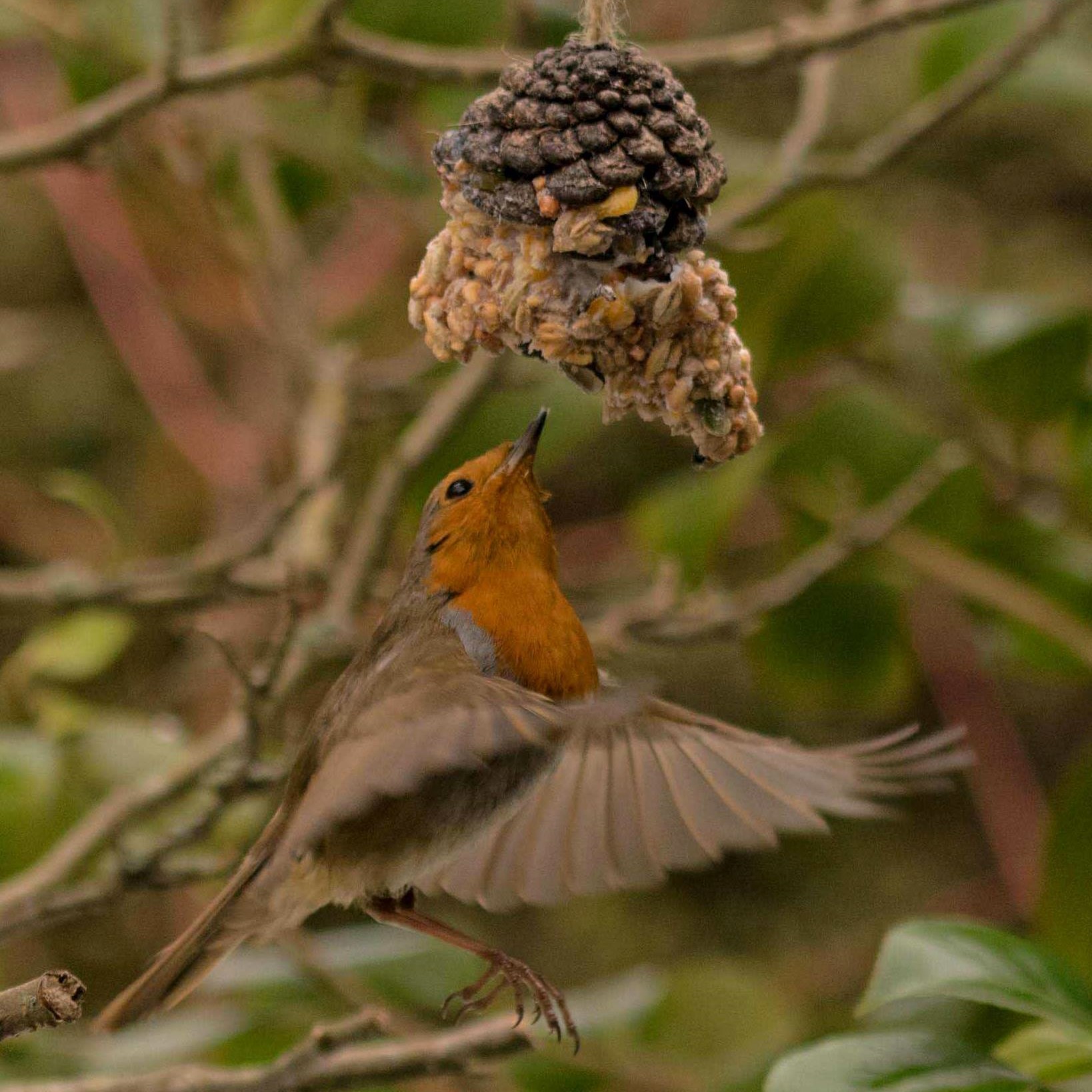 robin-1638x1638