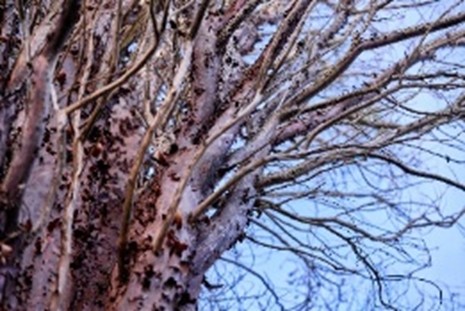 10 Sept - Tree Myths and Folklore