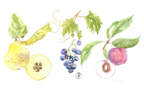 Fruits, Seeds & Berries