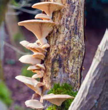 Discovering Tree Fungi