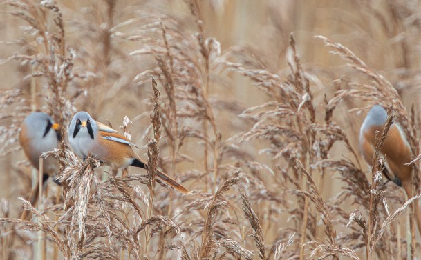 18 Nov - Birds Lecture Lunch-web