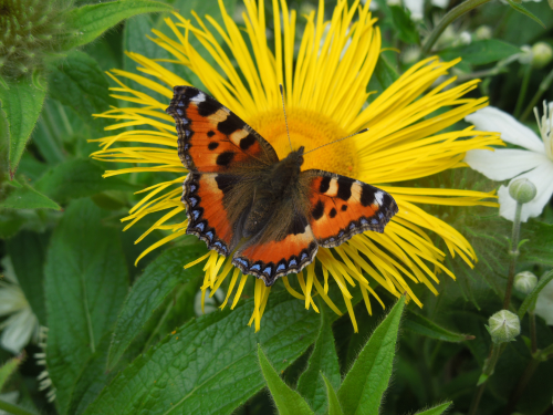 Butterfly Lecture Lunch