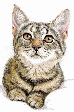27 June - Kitten
