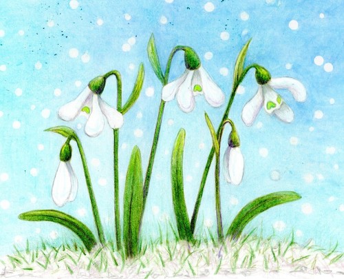 Snowdrops