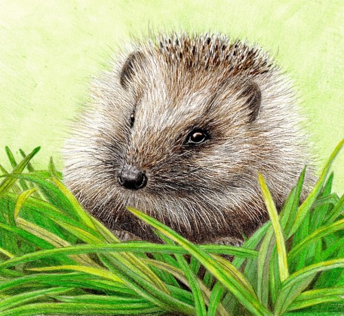 Hedgehog
