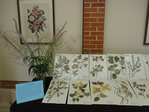 Herbarium Display