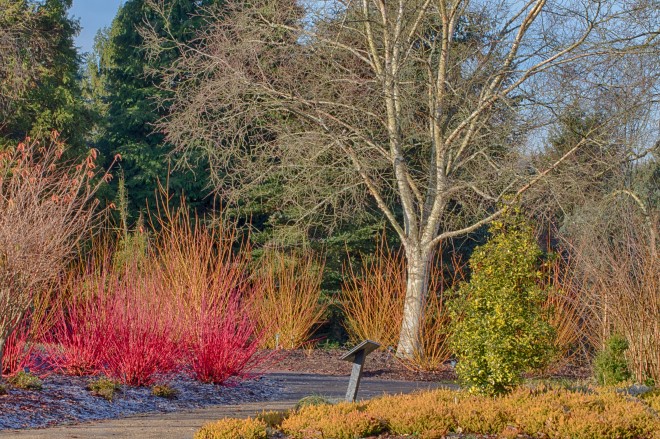 Masterclass Winter Garden