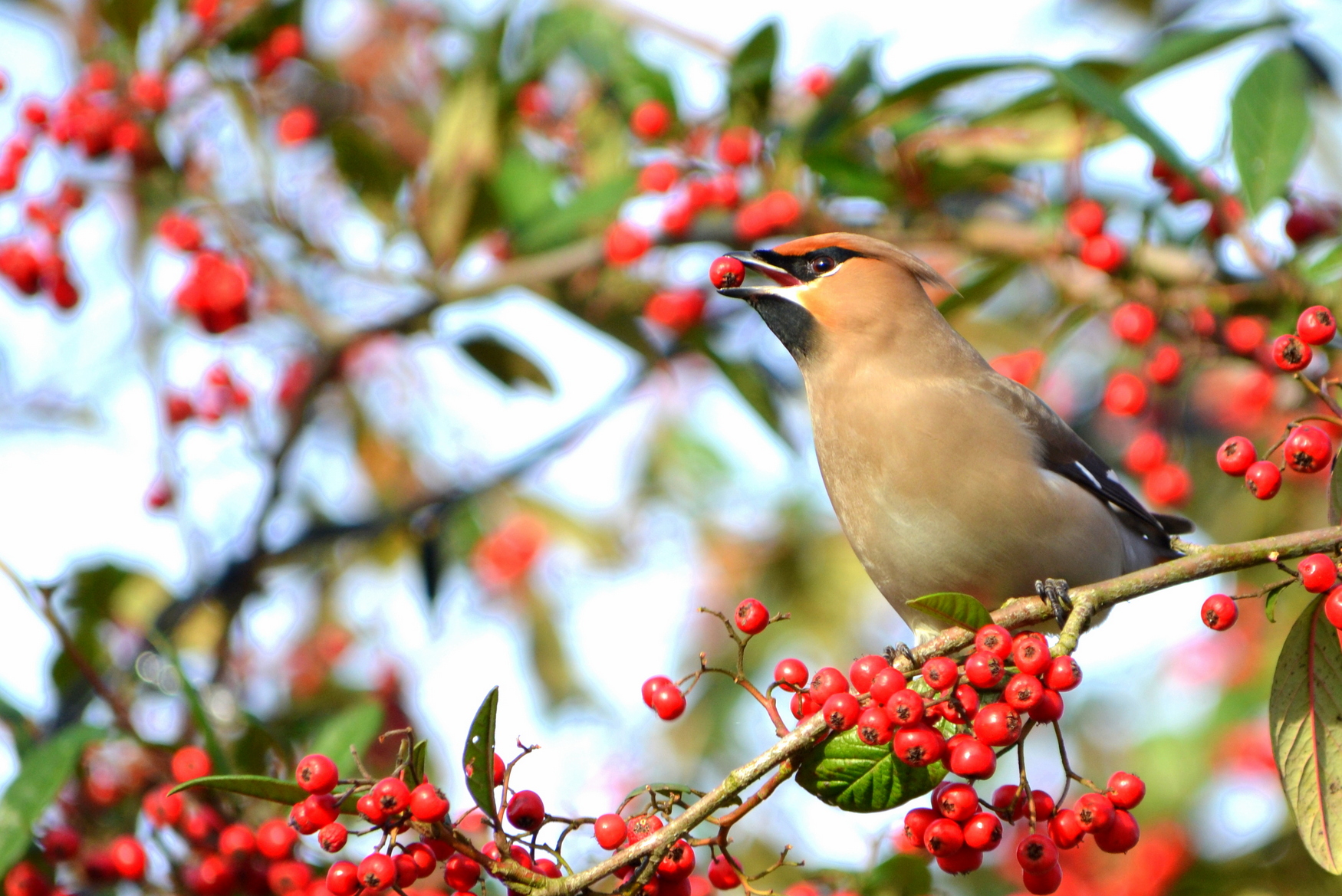 RSPB