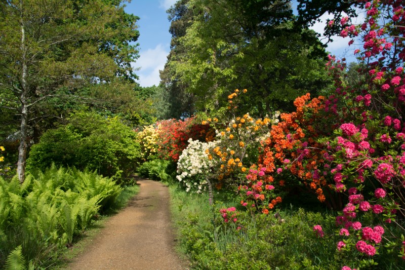Rhododendron Woodland Guided Tour