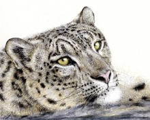 12 Nov - Snow Leopard-web