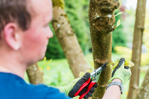 Tree Pruning
