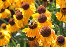 A bee on a flower