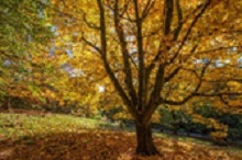Painting of tree in autumn