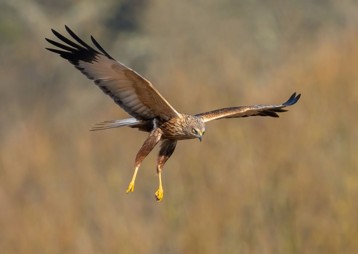 Marsh Harrier
