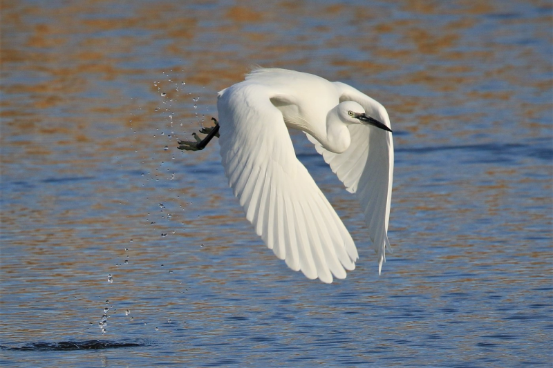 Little egret flying by Jon Mitchell