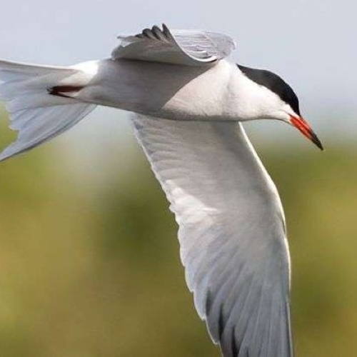 Bird in flight