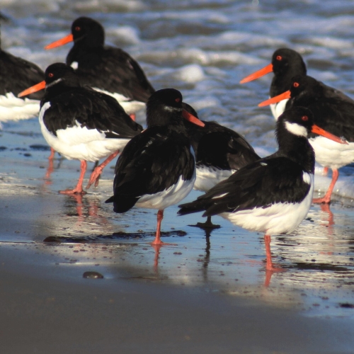 Birds on the shore