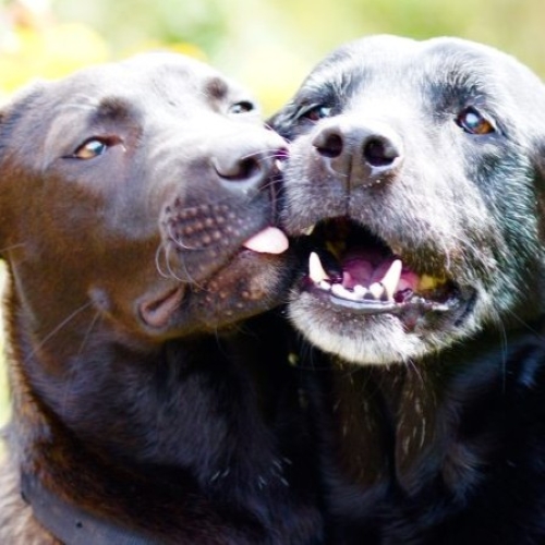 Two happy looking dogs
