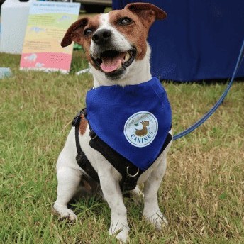 A prize-winning dog