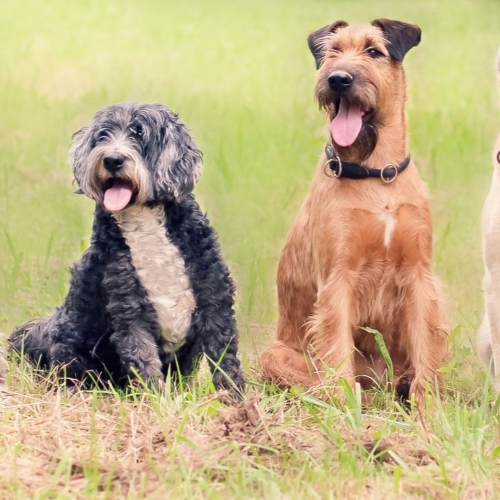 Two happy looking dogs