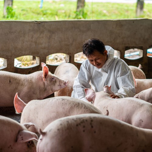 Vet in a barn with pigs