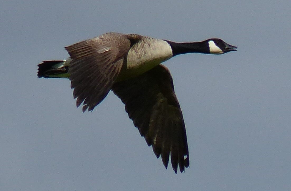 Canada Goose in flight