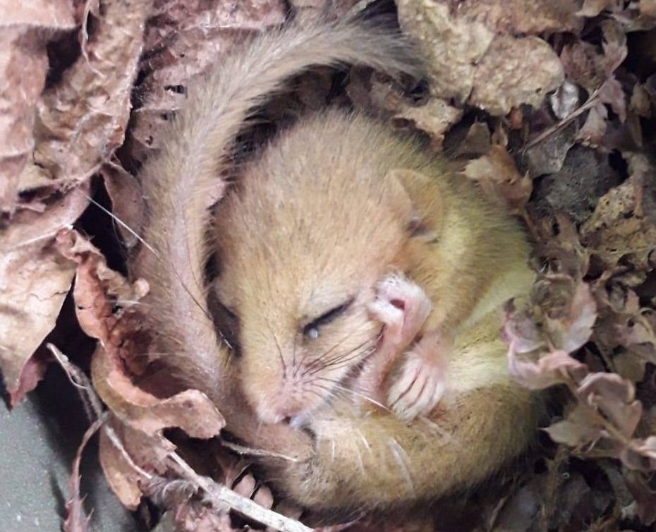 sleepy dormouse