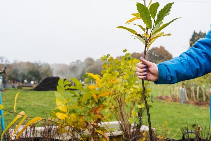 A hand holding a sapling
