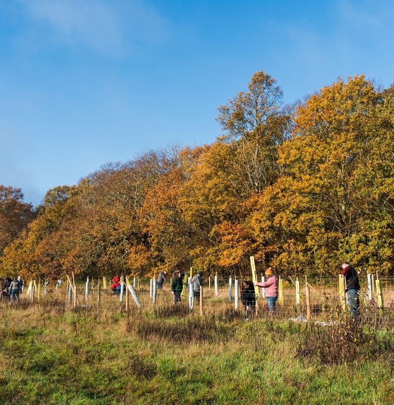 The scenery at River Hamble Country Park